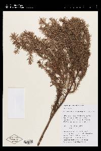 Widdringtonia cedarbergensis image