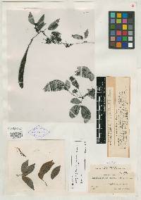 Calliandra trinervia var. arborea image