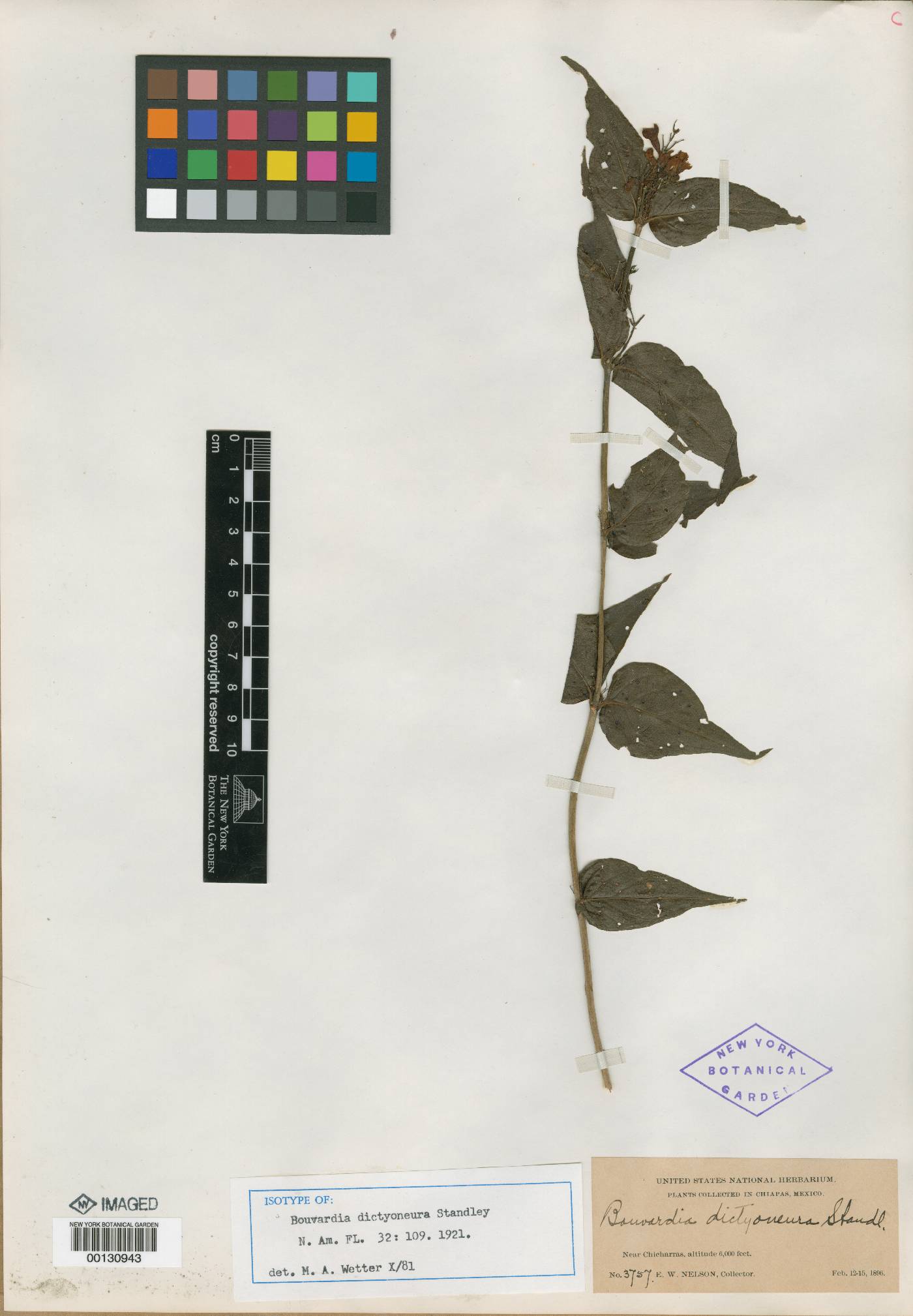 Bouvardia dictyoneura image