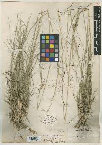 Stipa avenacioides image