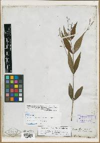 Dianthera ovata image