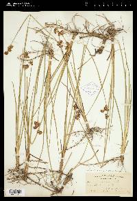 Juncus nevadensis image