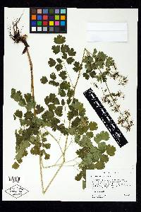 Thalictrum occidentale image