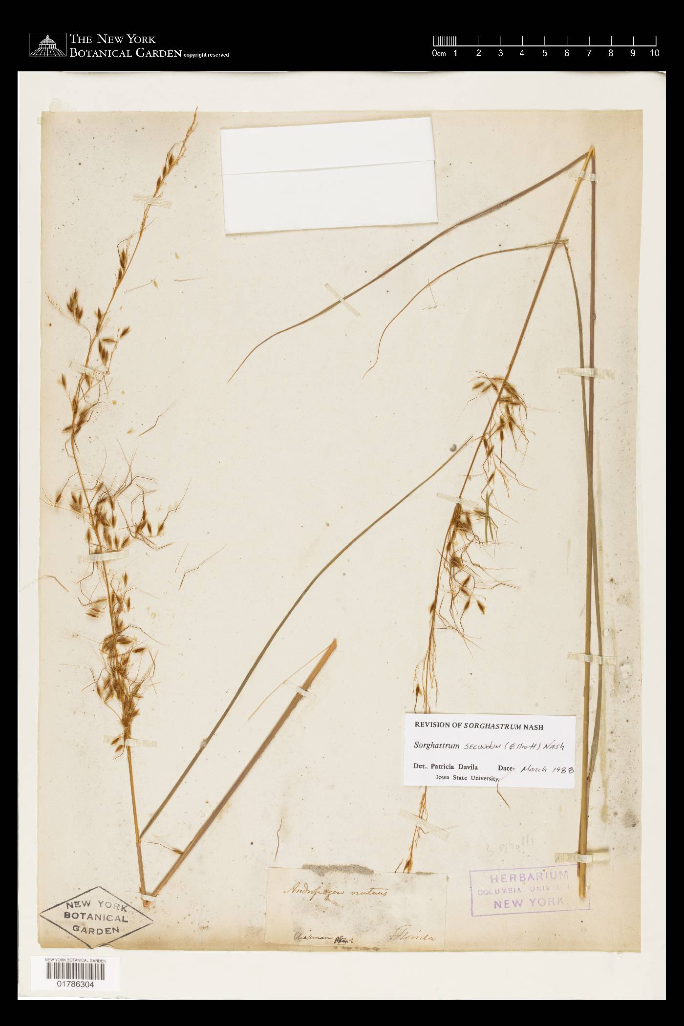 Sorghastrum secundum image
