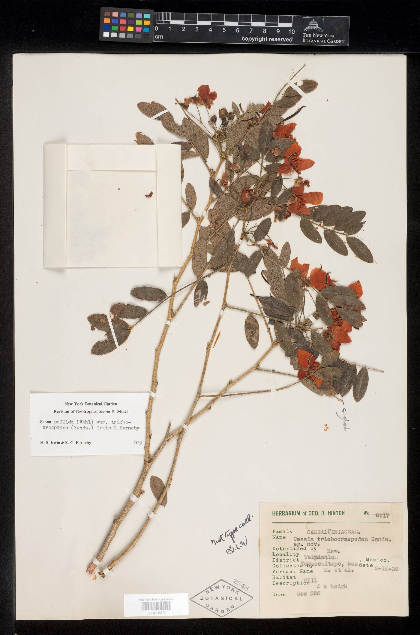 Senna pallida var. trichocraspedon image