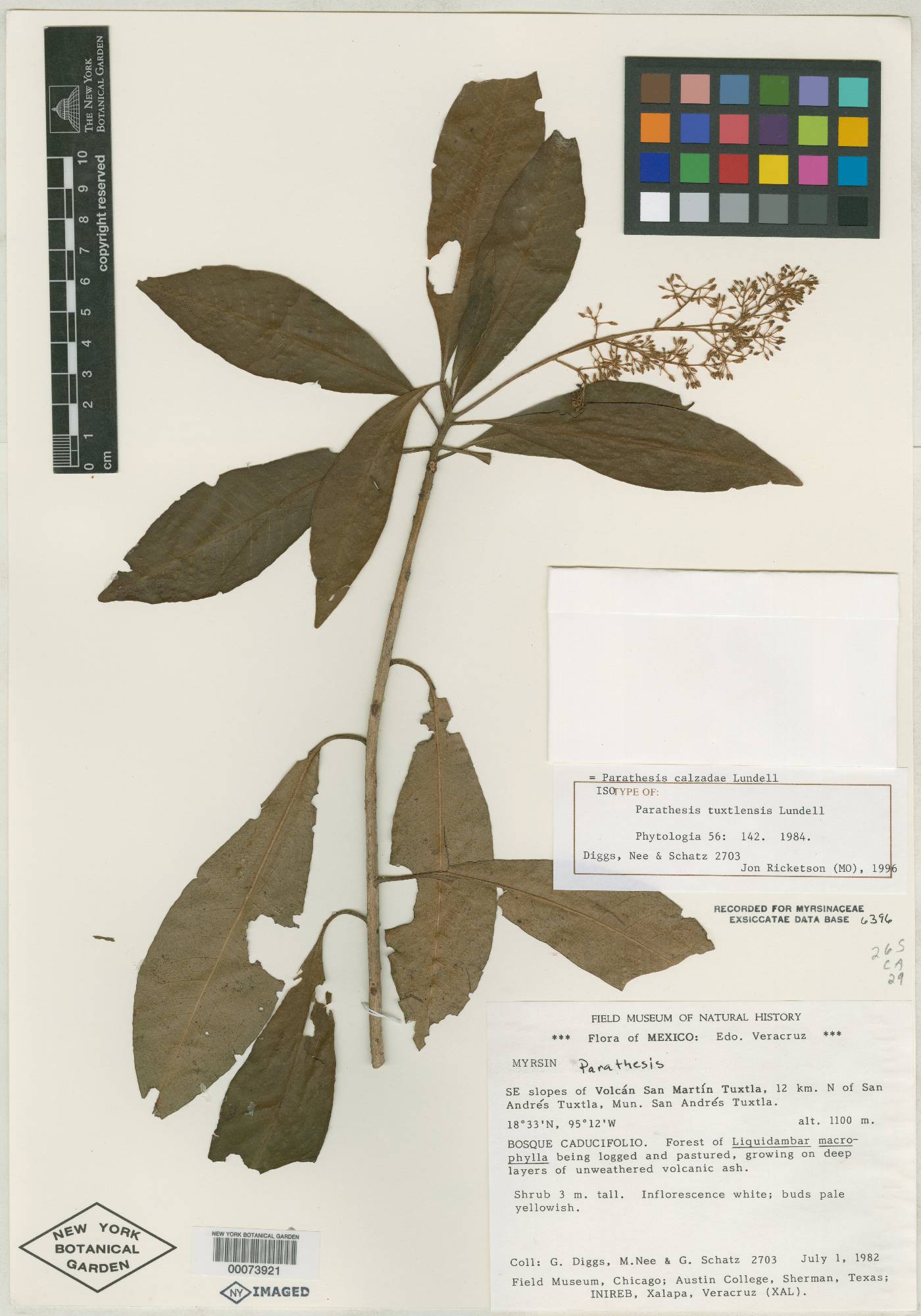 Parathesis tuxtlensis image