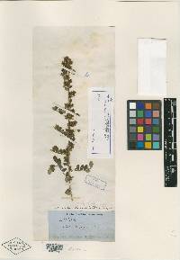 Dalea thyrsiflora image