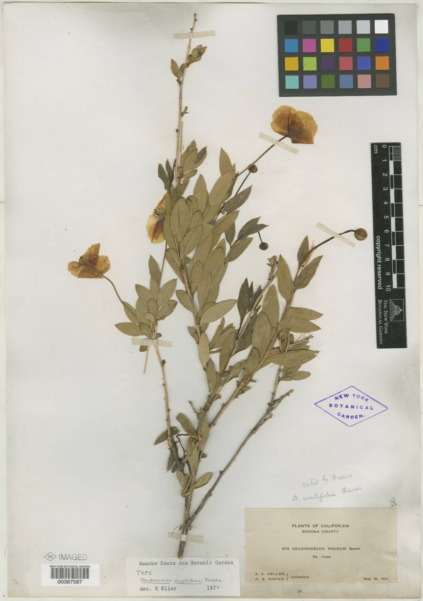 Dendromecon myrtifolia image