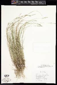 Muhlenbergia richardsonis image