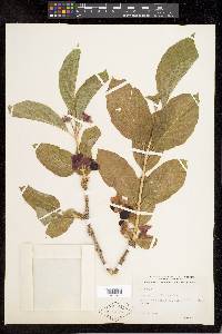 Lonicera involucrata image