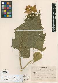 Abutilon jaliscanum image