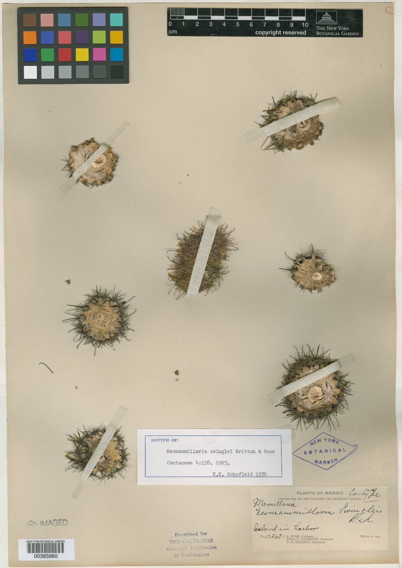 Mammillaria grahamii subsp. sheldonii image