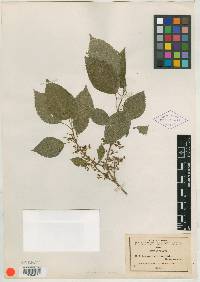 Lozanella trematoides image