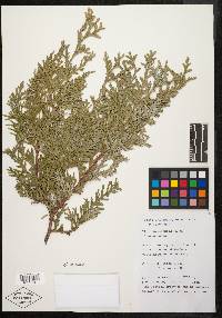 Thuja koraiensis image