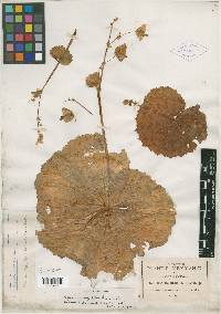 Begonia unifolia image