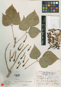 Erythrina lanata image