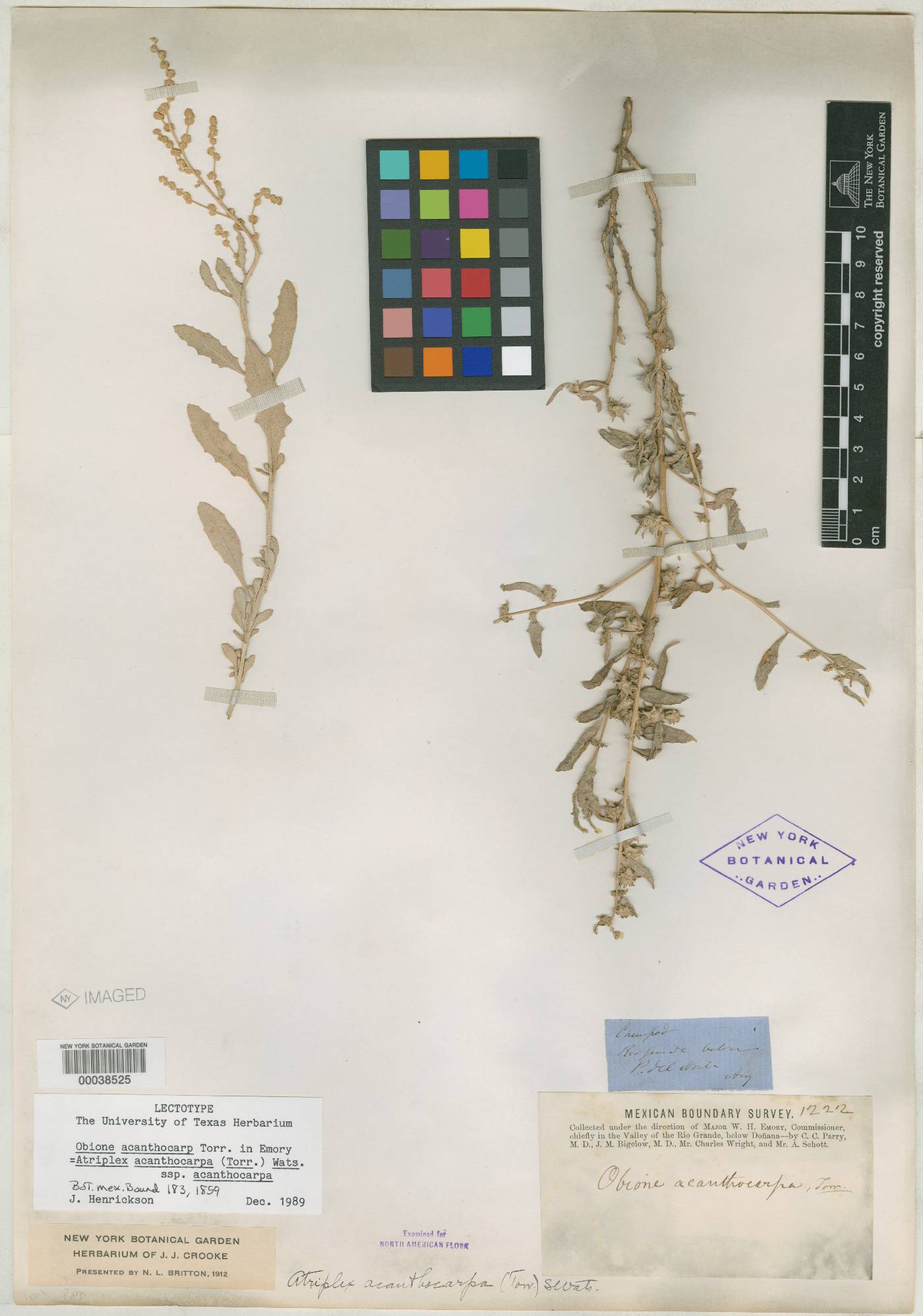 Atriplex acanthocarpa subsp. acanthocarpa image