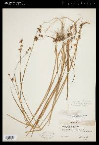 Juncus saximontanus image