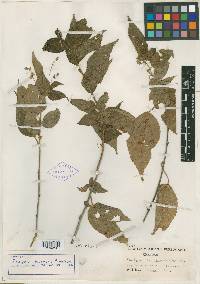 Acalypha chiapensis image