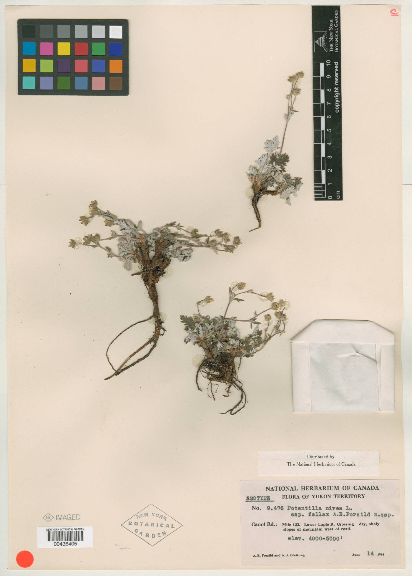Potentilla nivea subsp. fallax image