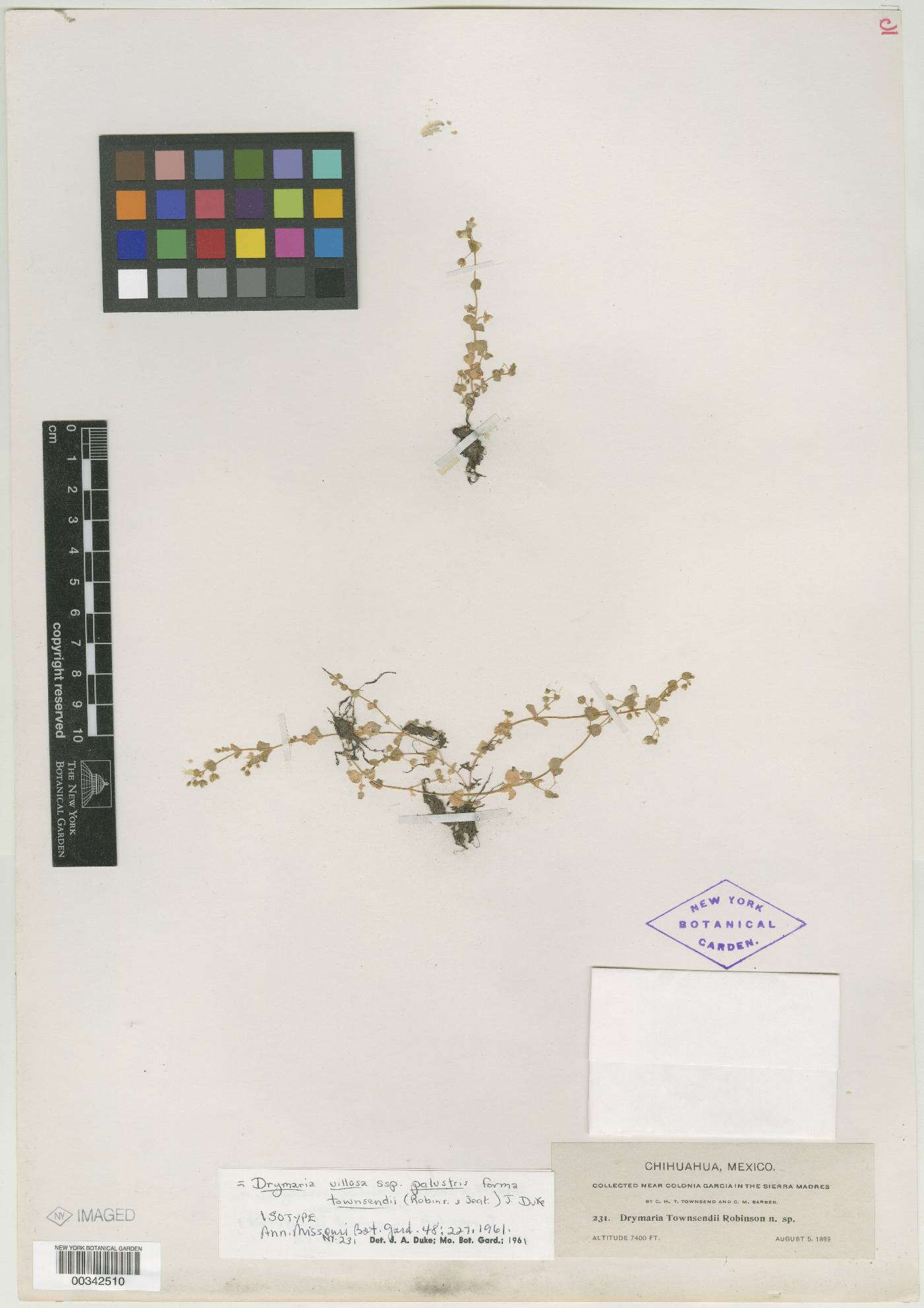 Drymaria villosa subsp. palustris image