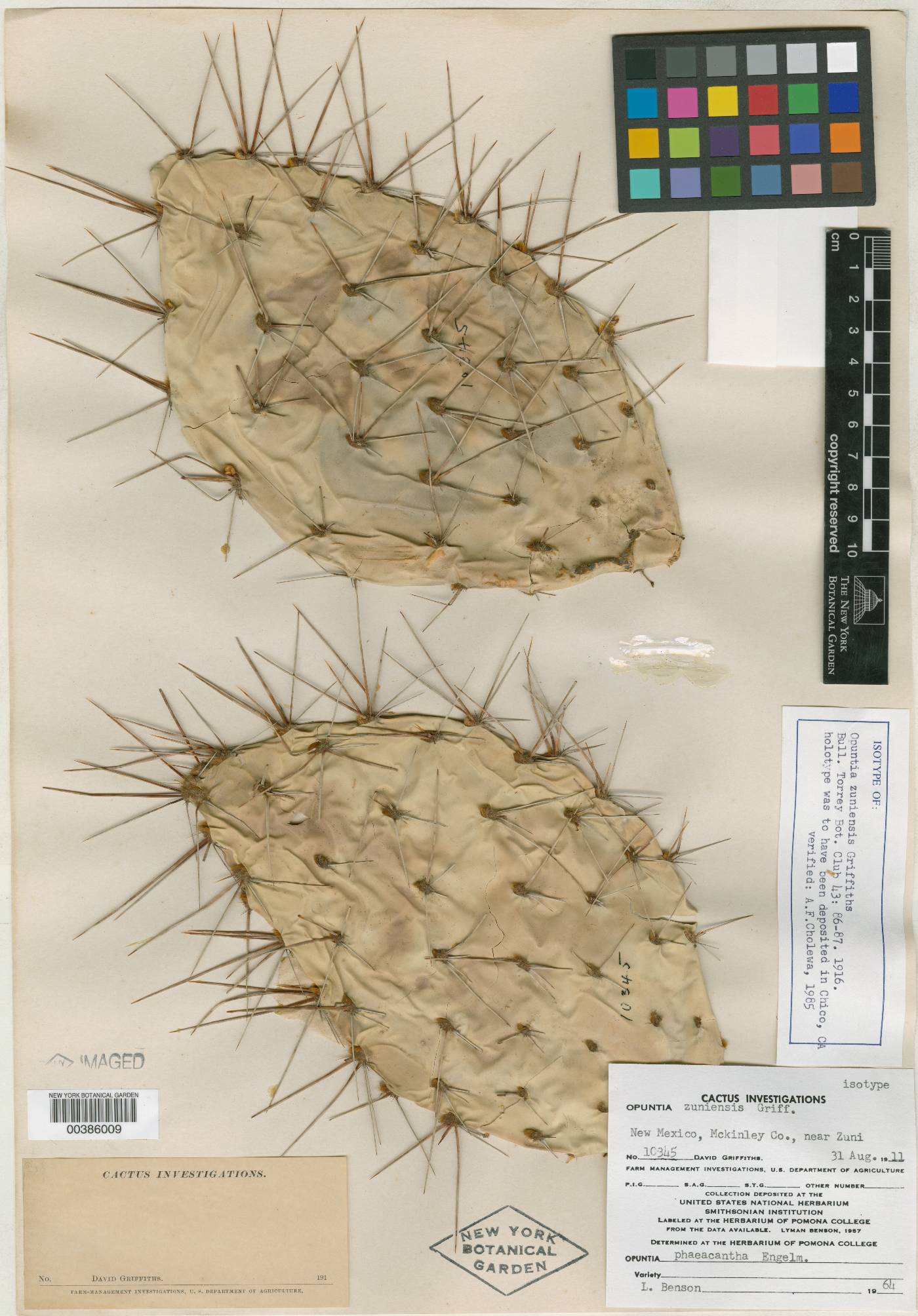 Opuntia zuniensis image
