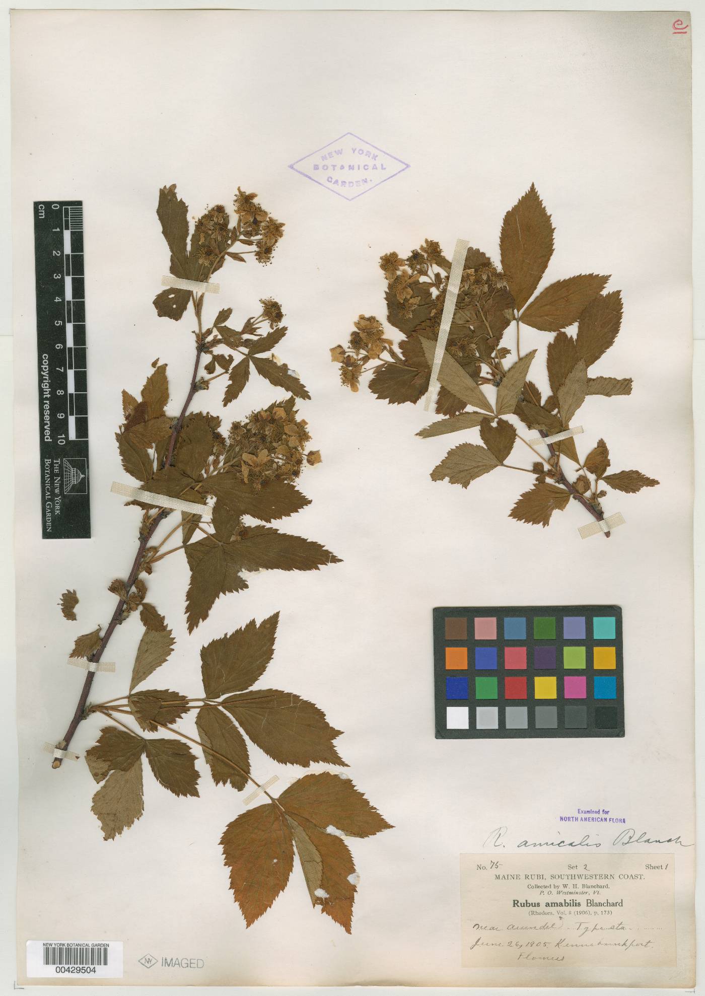 Rubus amabilis image