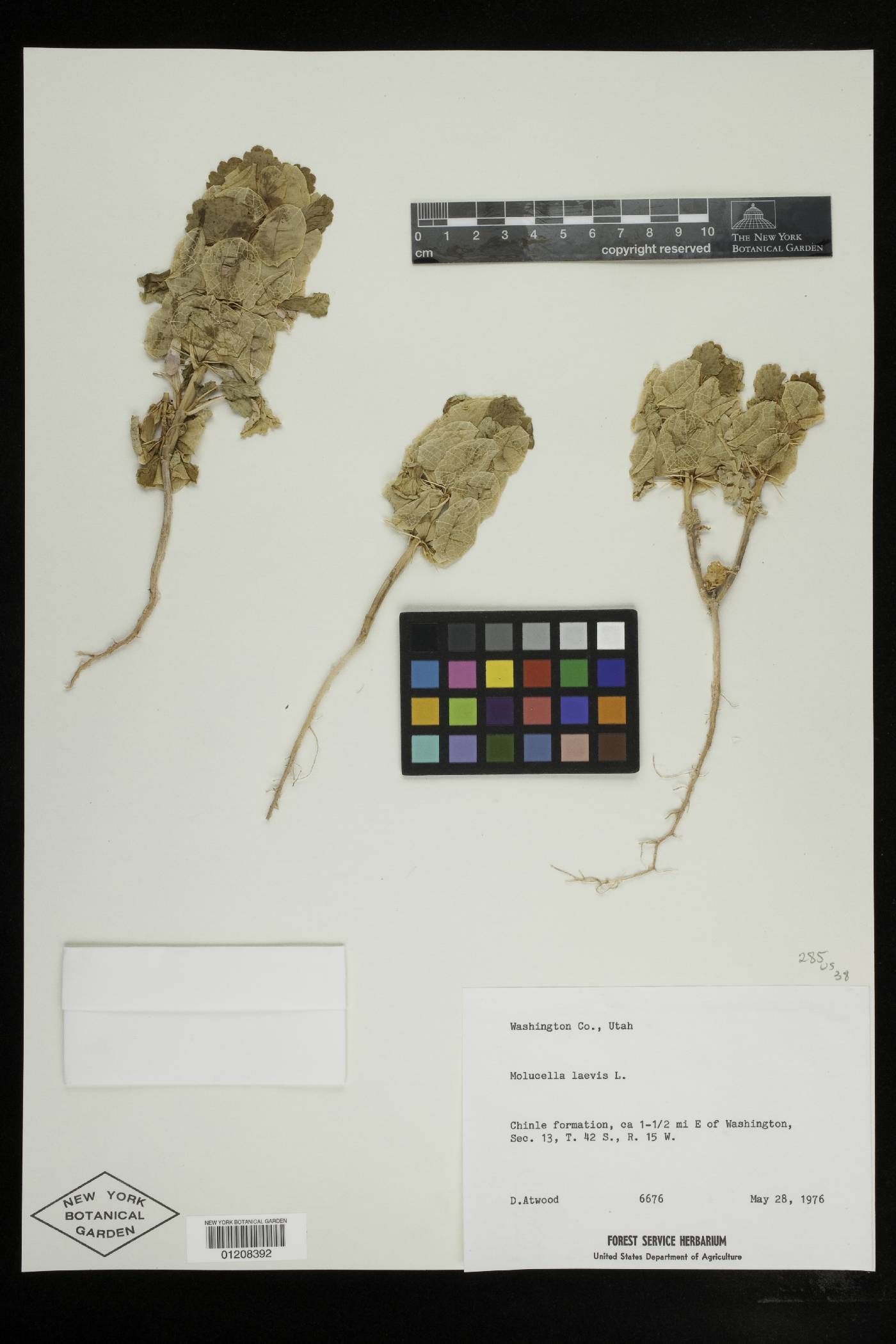 Moluccella laevis image
