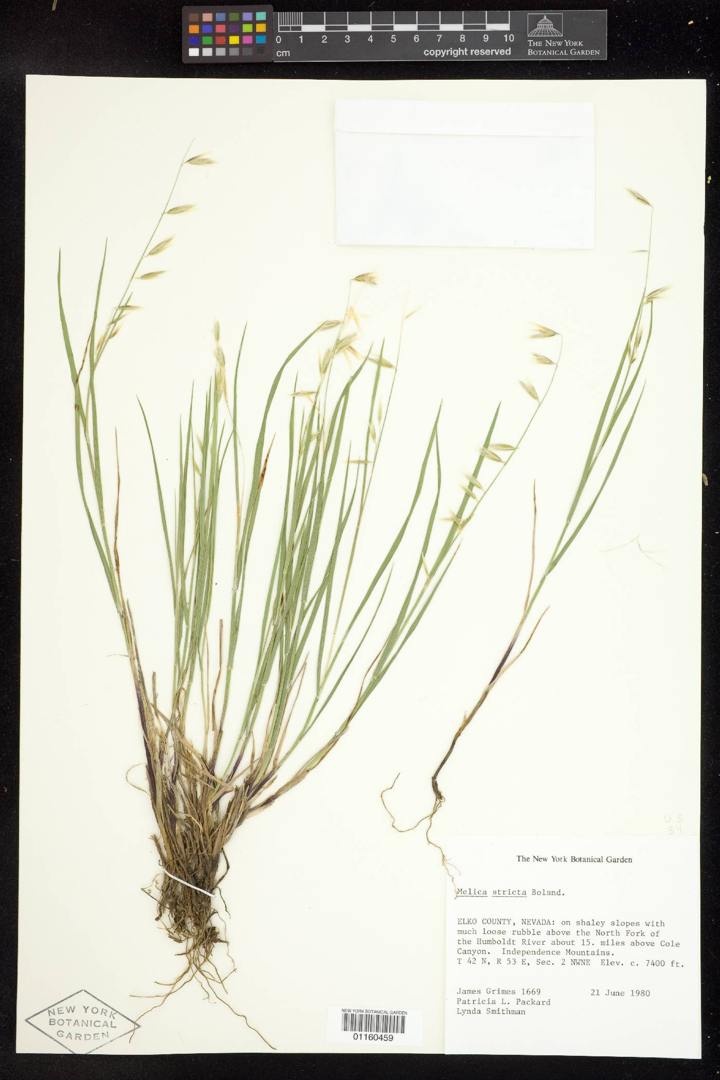 Melica stricta image