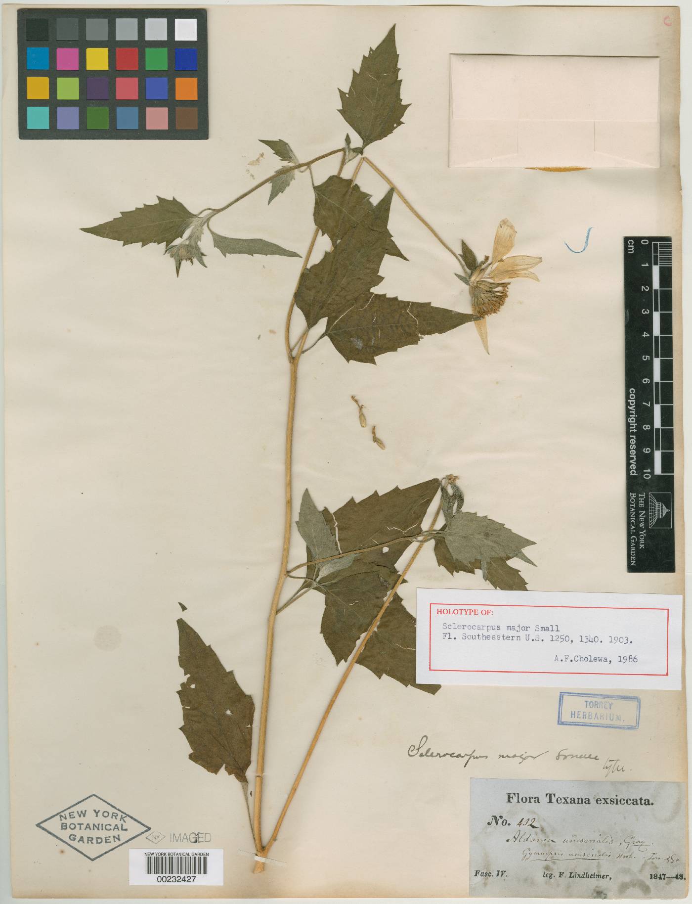Sclerocarpus major image