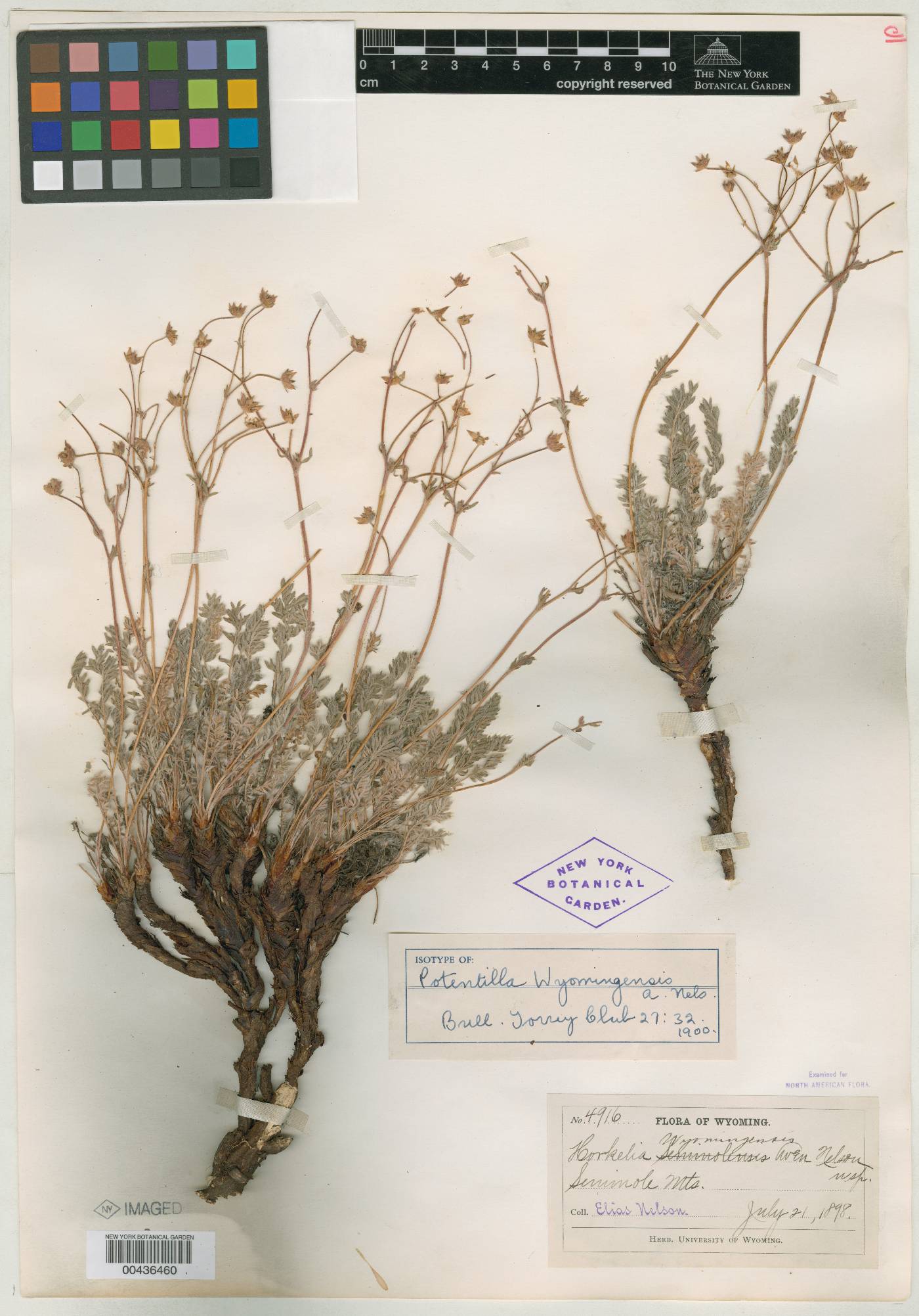 Potentilla wyomingensis image