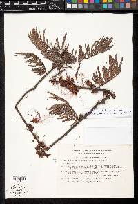 Calliandra houstoniana var. acapulcensis image