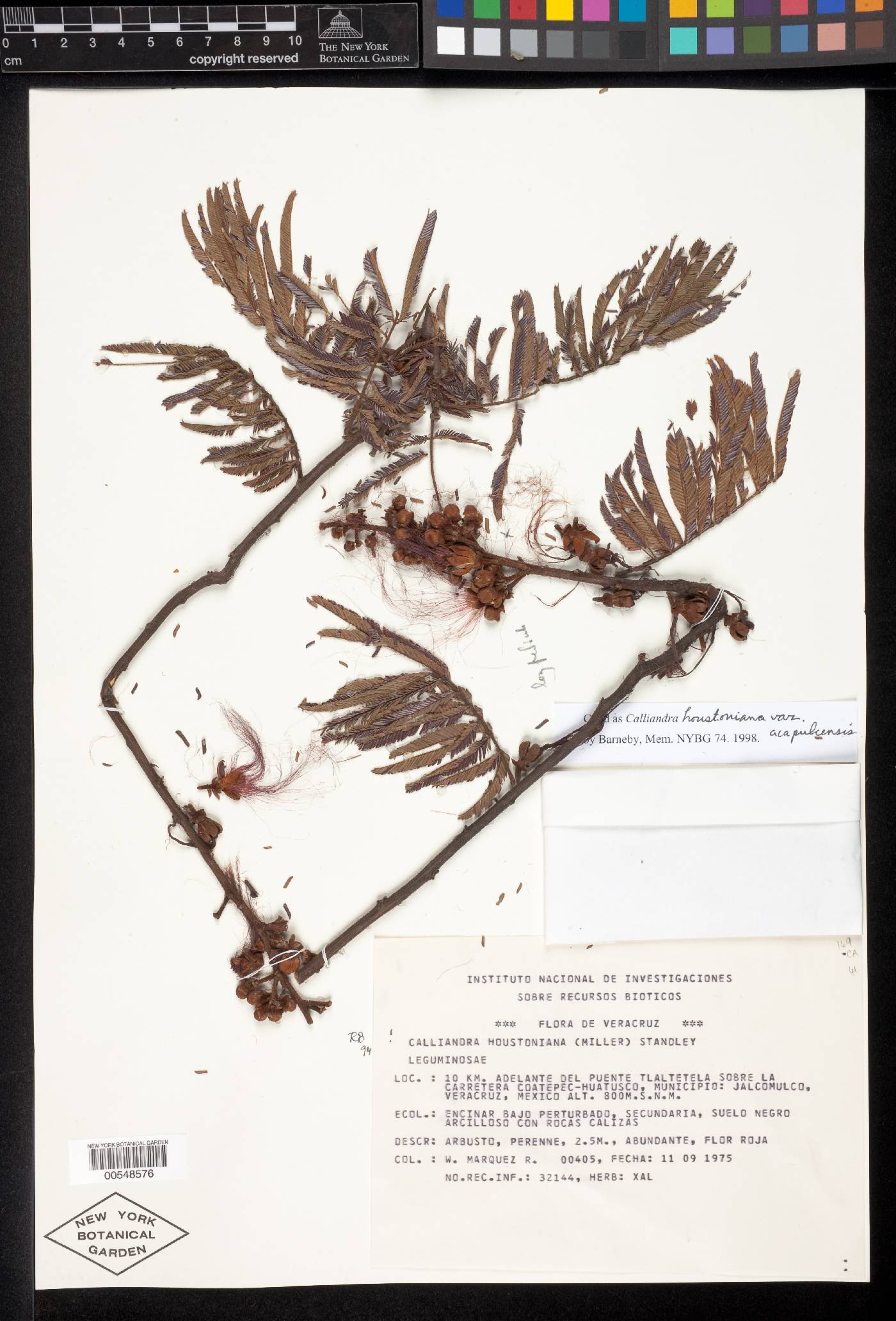 Calliandra houstoniana image