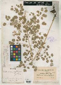 Thalictrum gibbosum image