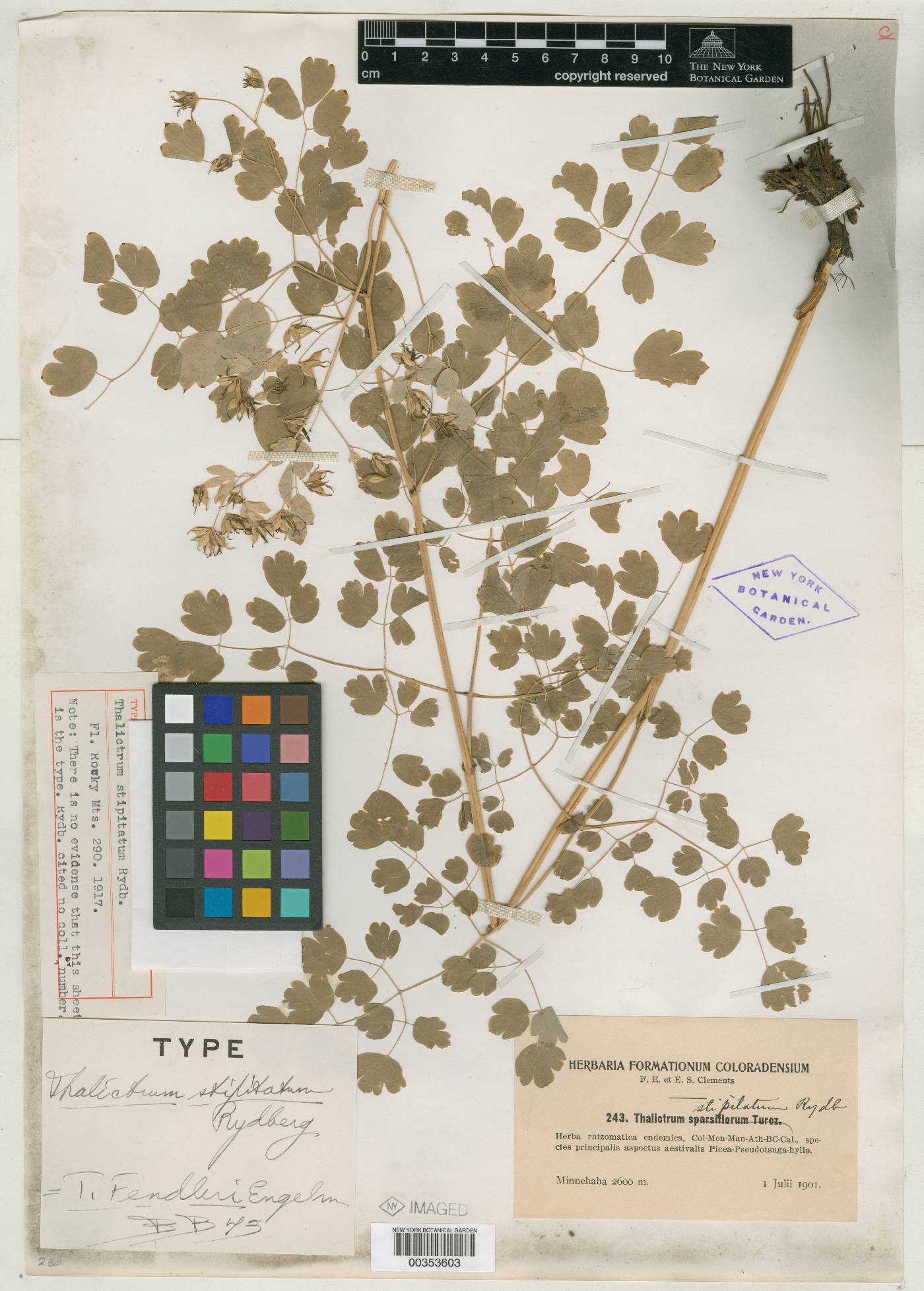 Thalictrum gibbosum image