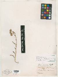 Horkelia sericoleuca image