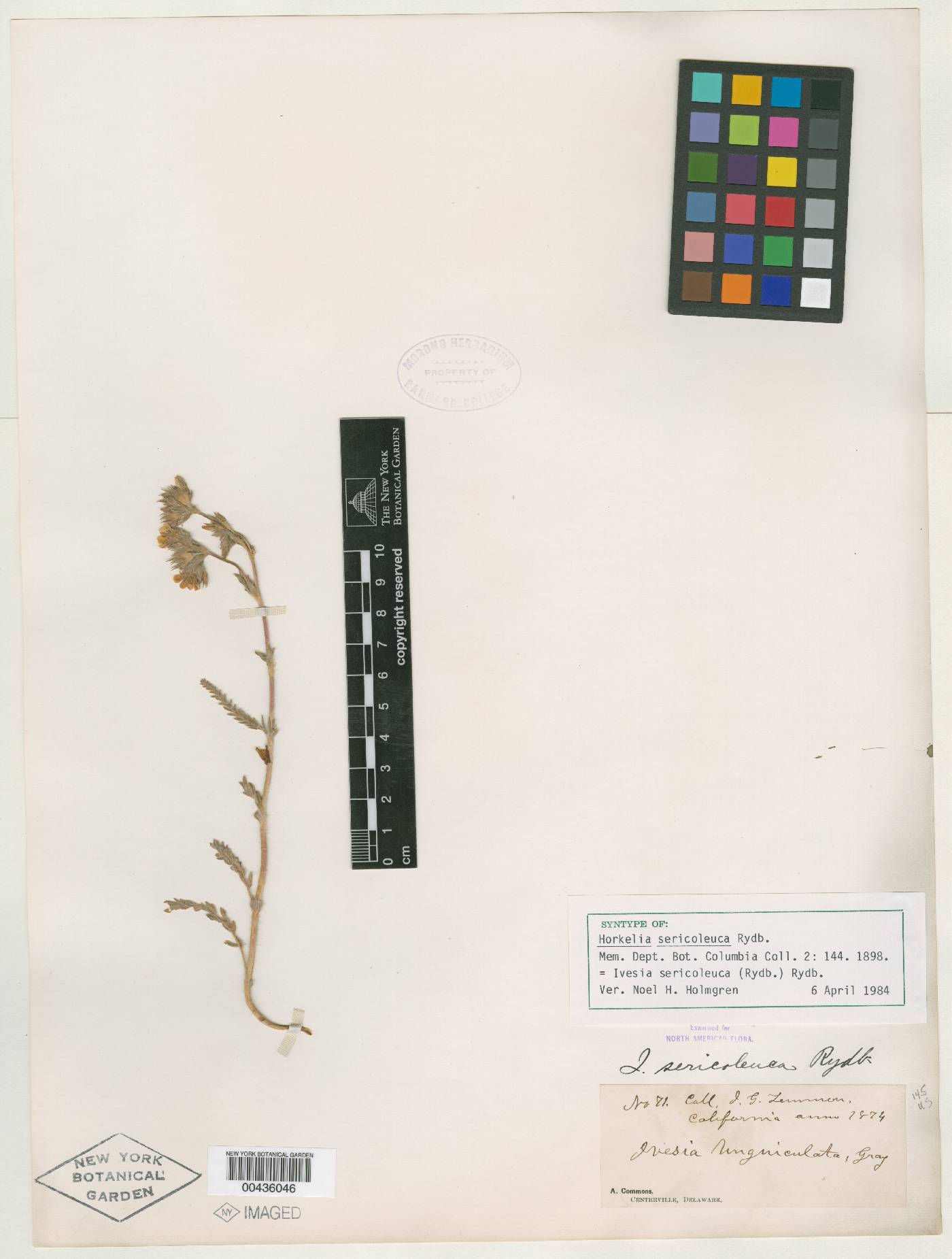 Horkelia sericoleuca image