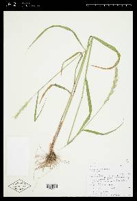 Elymus glaucus image