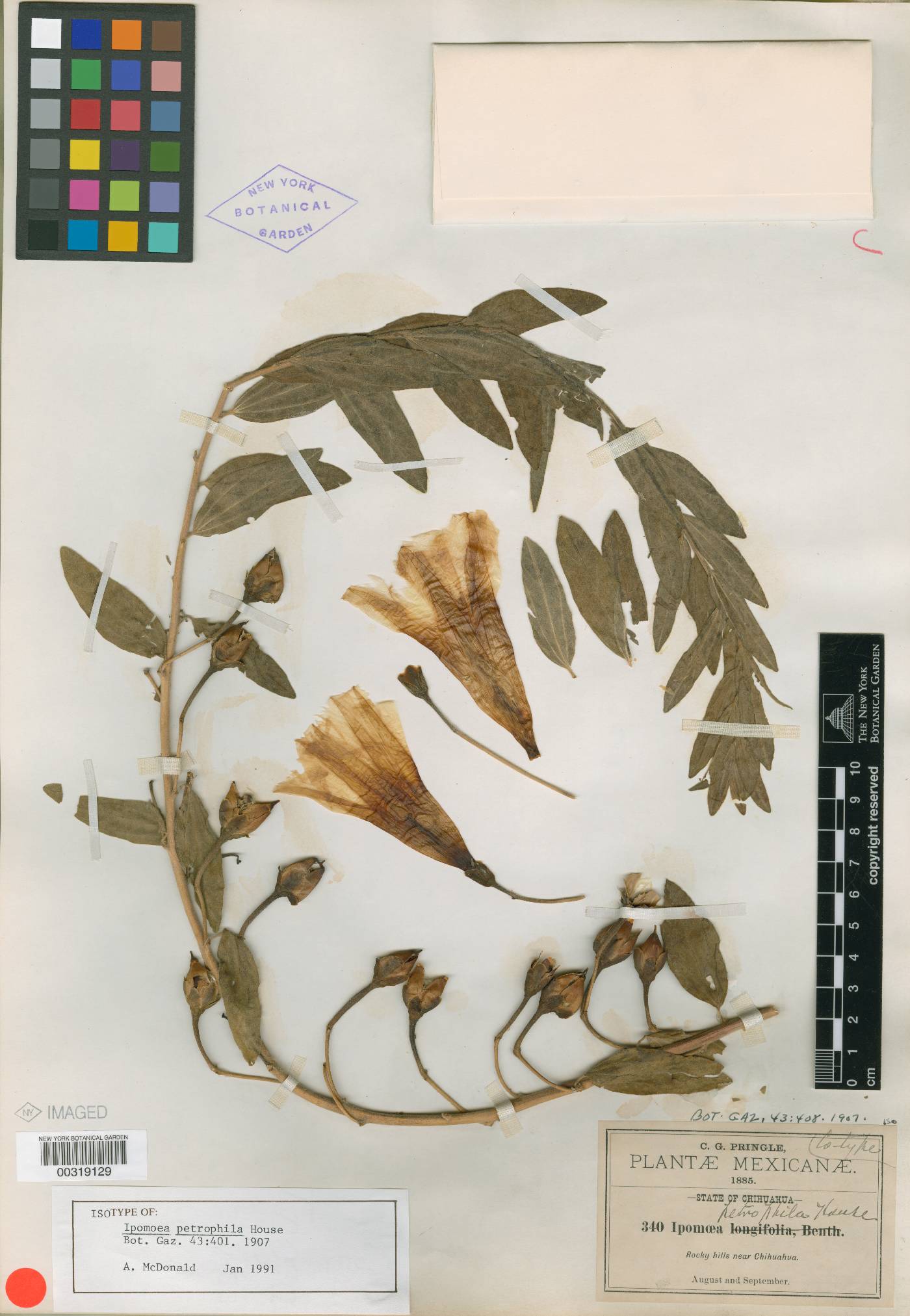 Ipomoea petrophila image