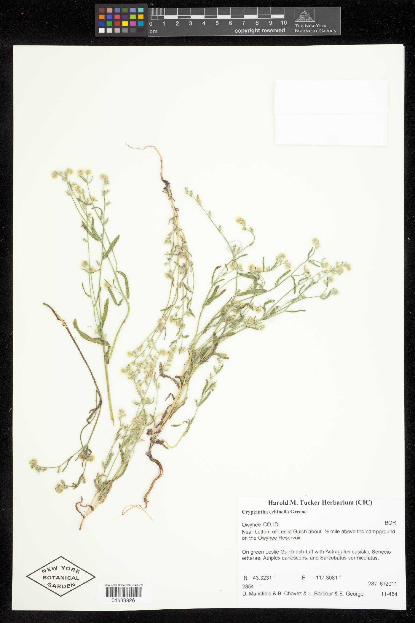 Cryptantha echinella image