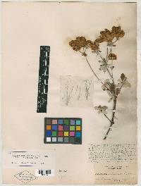 Eriogonum speciosum image