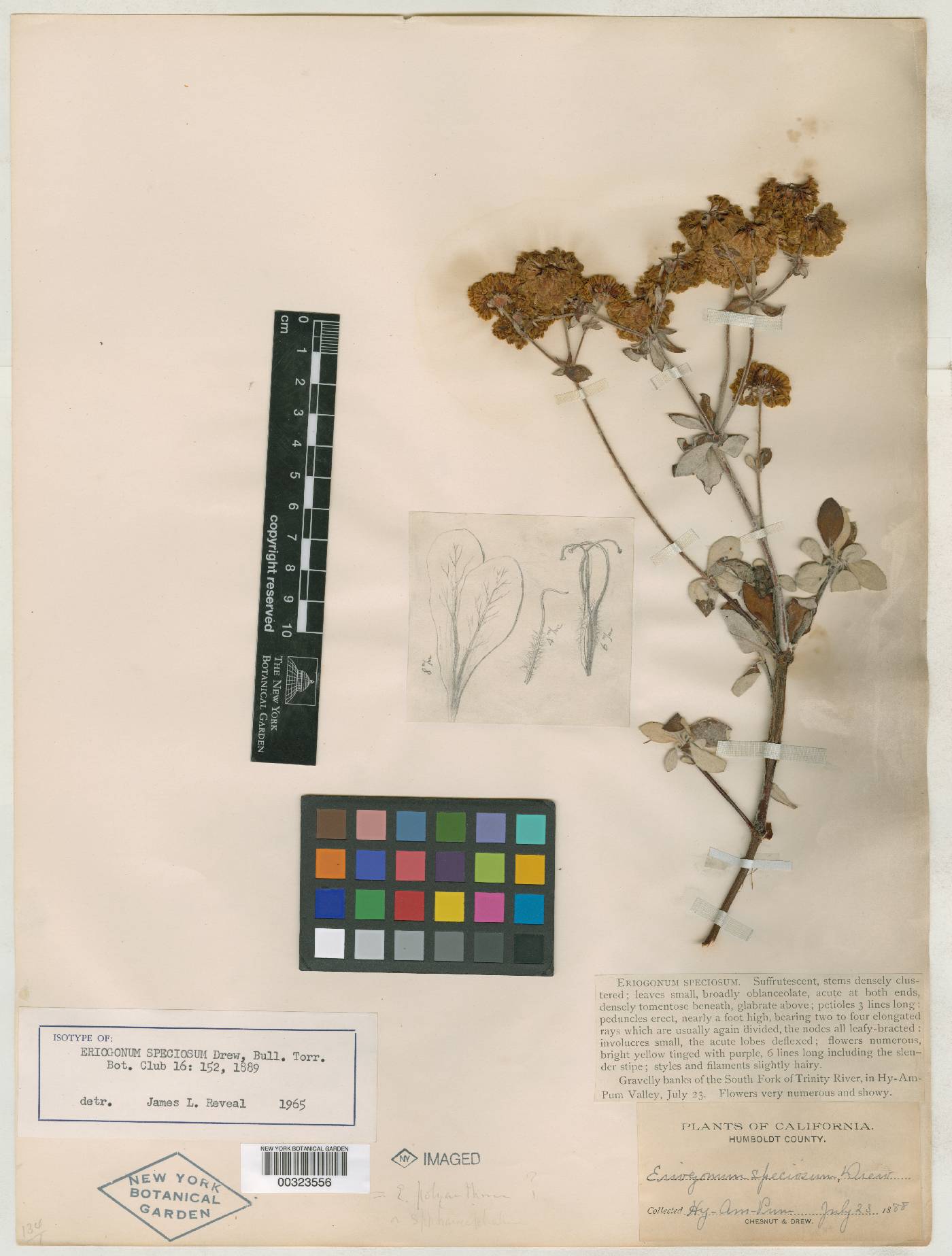 Eriogonum speciosum image