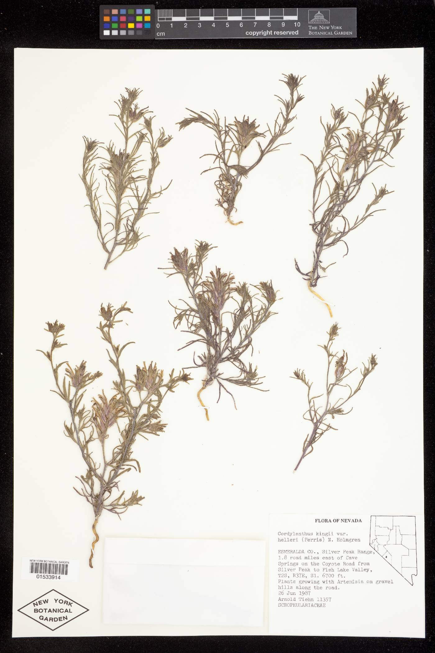 Cordylanthus kingii var. helleri image
