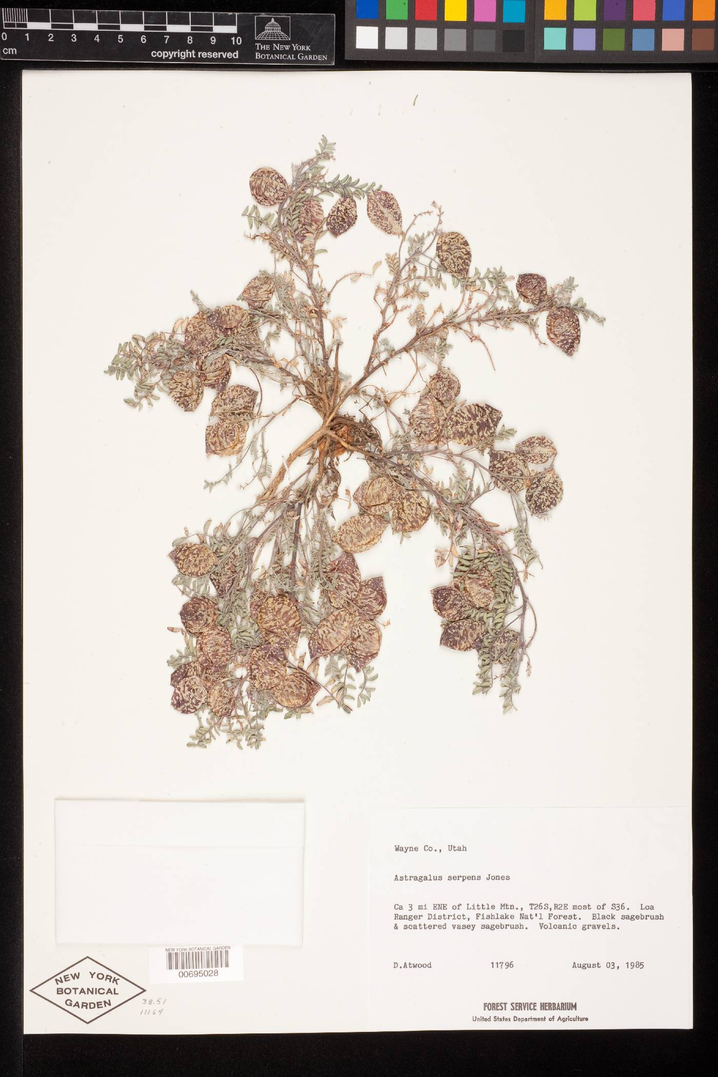 Astragalus serpens image