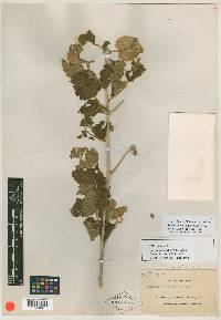 Serjania schiedeana image