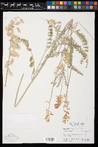 Astragalus oxyphysopsis image