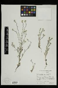 Cryptantha intermedia image