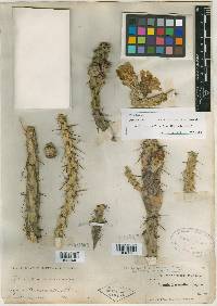Cylindropuntia californica subsp. parkeri image