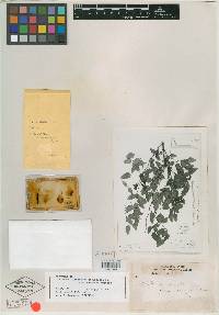 Erythrina oaxacana image