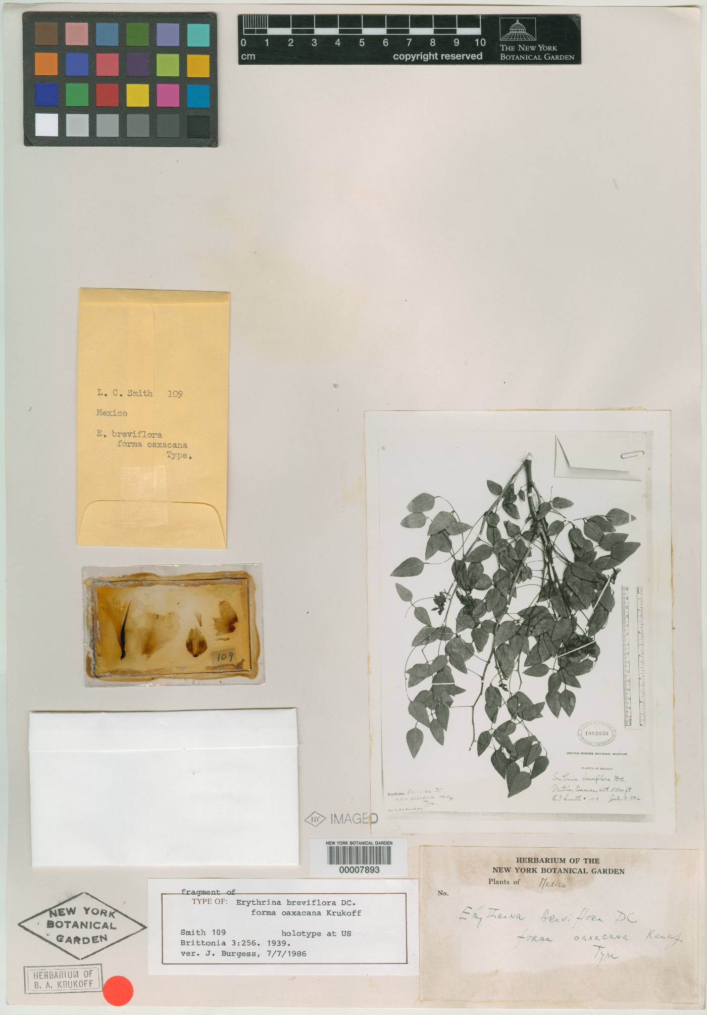 Erythrina oaxacana image